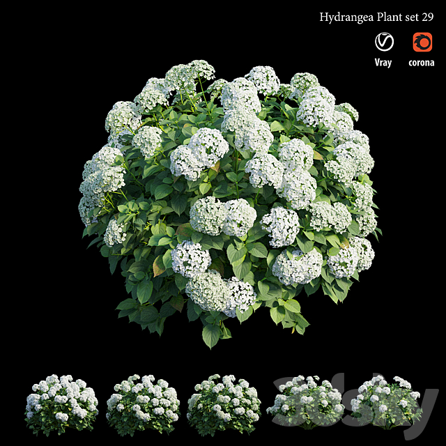 Hydrangea Plant set 29 3DS Max Model - thumbnail 3