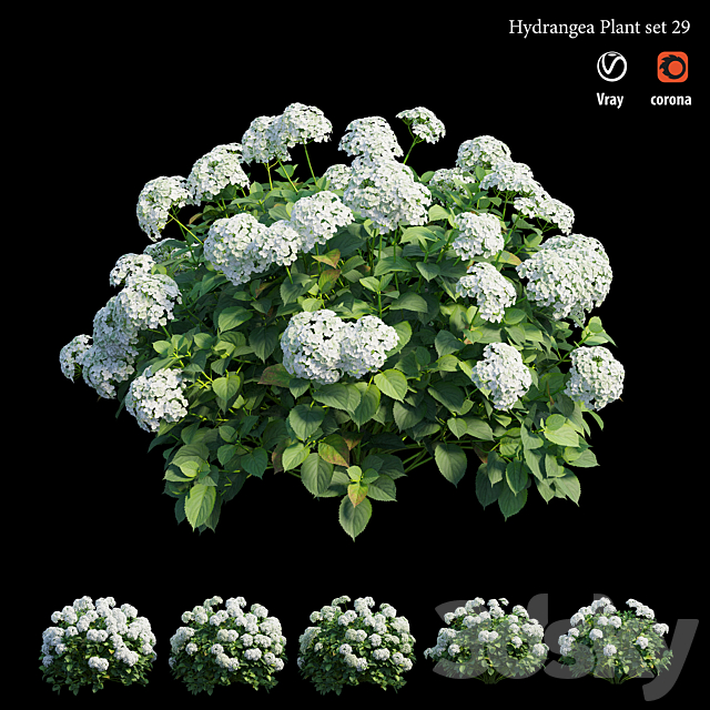 Hydrangea Plant set 29 3DS Max Model - thumbnail 4