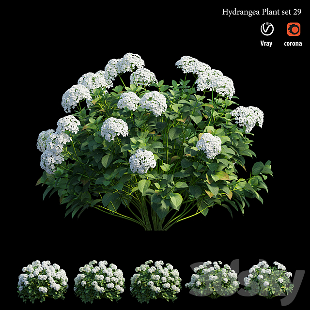 Hydrangea Plant set 29 3DS Max Model - thumbnail 5