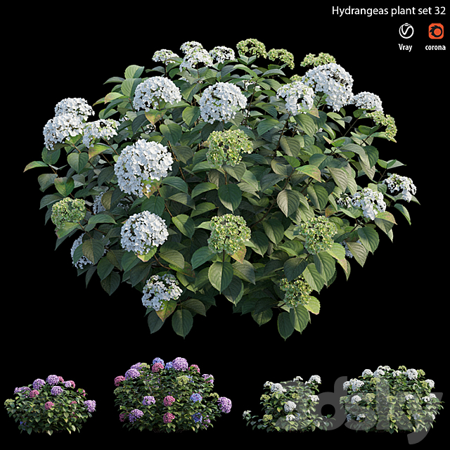 Hydrangea Plant set 32 3ds Max - thumbnail 1