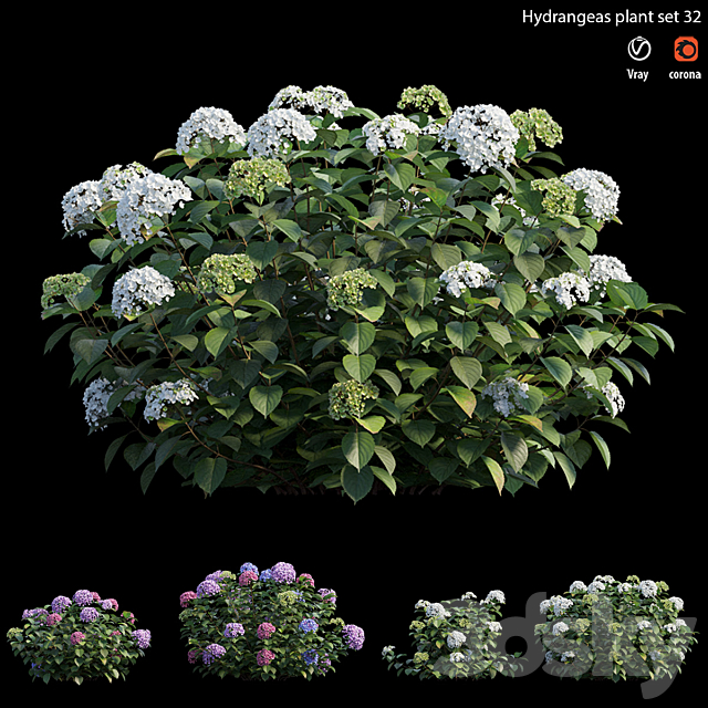 Hydrangea Plant set 32 3ds Max - thumbnail 2