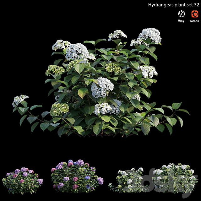 Hydrangea Plant set 32 3ds Max - thumbnail 3