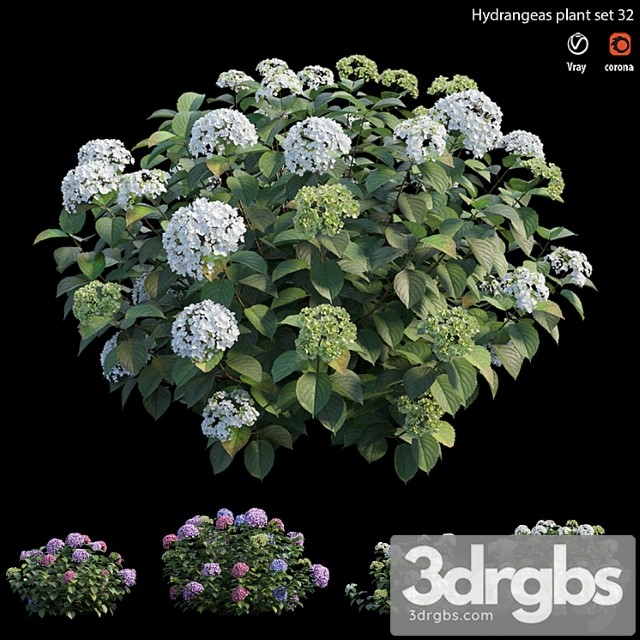 Hydrangea plant set 32 - thumbnail 1