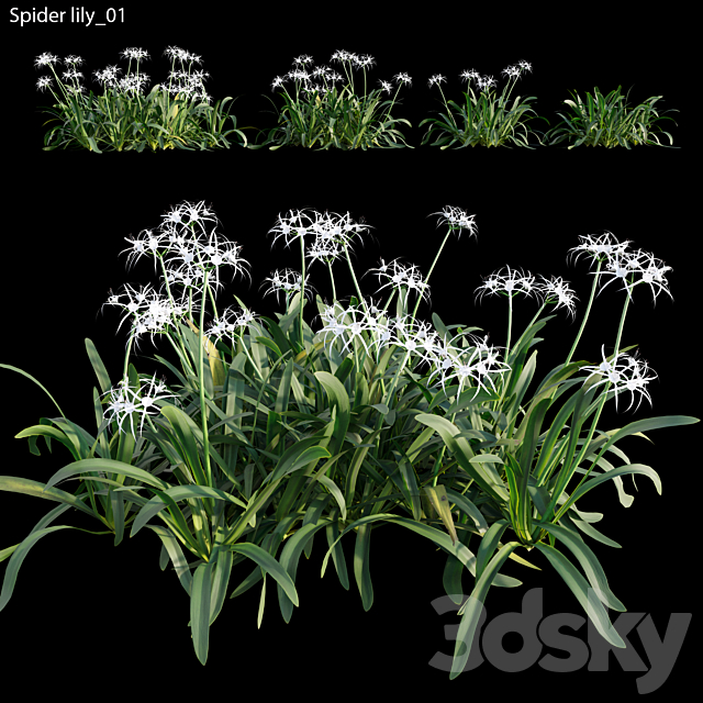 Hymenocallis americana -Spider lily 3ds Max - thumbnail 1