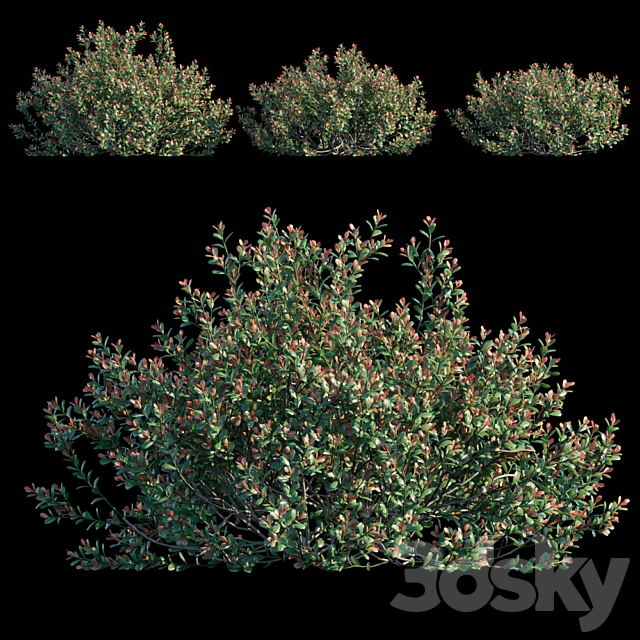 Ilex Crenata 3ds Max - thumbnail 1