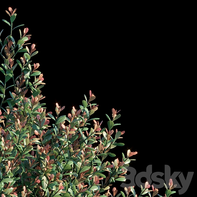 Ilex Crenata 3ds Max - thumbnail 2