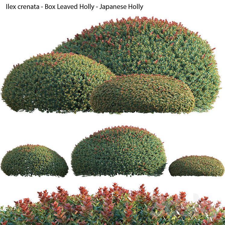 Ilex crenata – Box Leaved Holly – Japanese Holly – 02 3DS Max Model - thumbnail 1