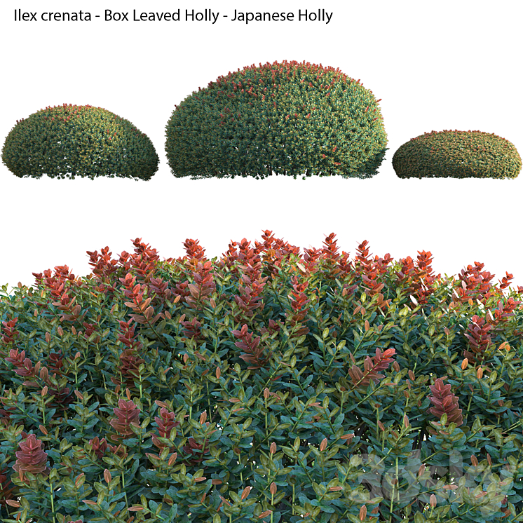 Ilex crenata – Box Leaved Holly – Japanese Holly – 02 3DS Max - thumbnail 2