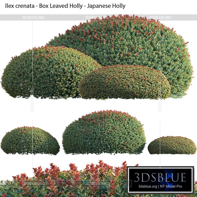 Ilex crenata – Box Leaved Holly – Japanese Holly – 02 3DS Max - thumbnail 3