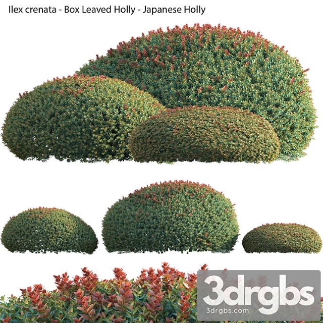 Ilex crenata – box leaved holly – japanese holly – 02 - thumbnail 1