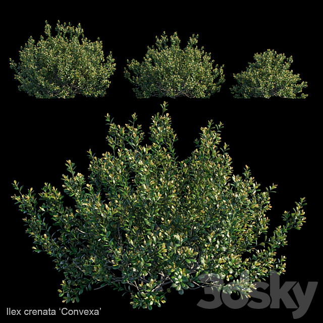 Ilex crenata | Convexa 3ds Max - thumbnail 1