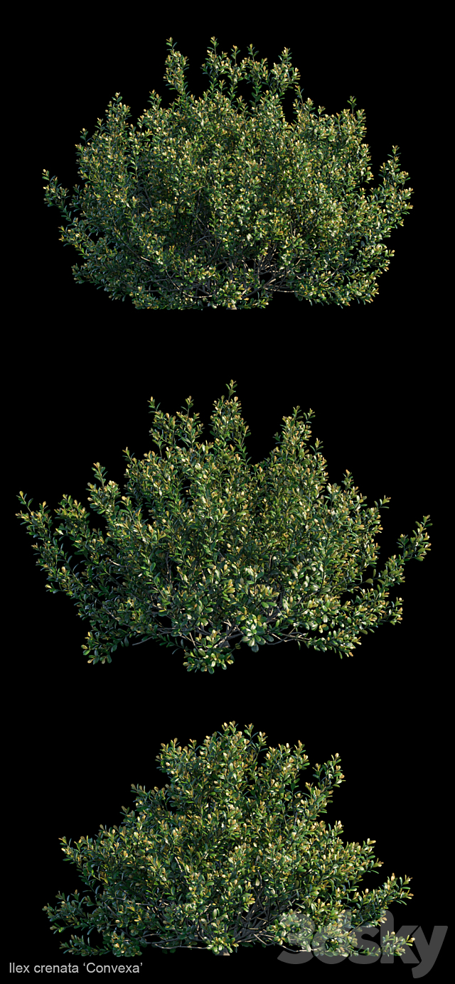 Ilex crenata | Convexa 3ds Max - thumbnail 2