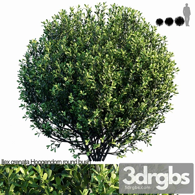 Ilex crenata hoogendorn Round bush - thumbnail 1