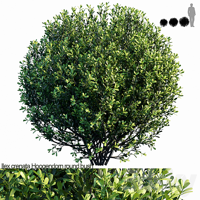 Ilex crenata Hoogendorn_round bush 3DSMax File - thumbnail 1