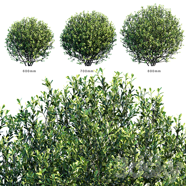 Ilex crenata Hoogendorn_round bush 3DSMax File - thumbnail 2