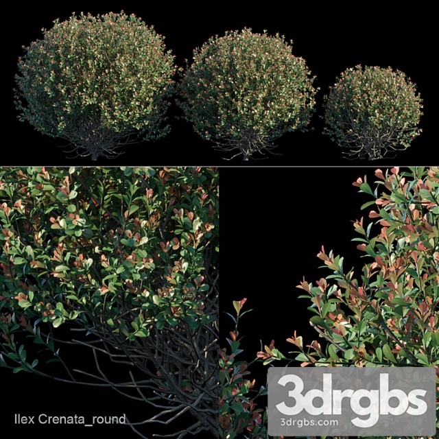 Ilex crenata Round bush - thumbnail 1