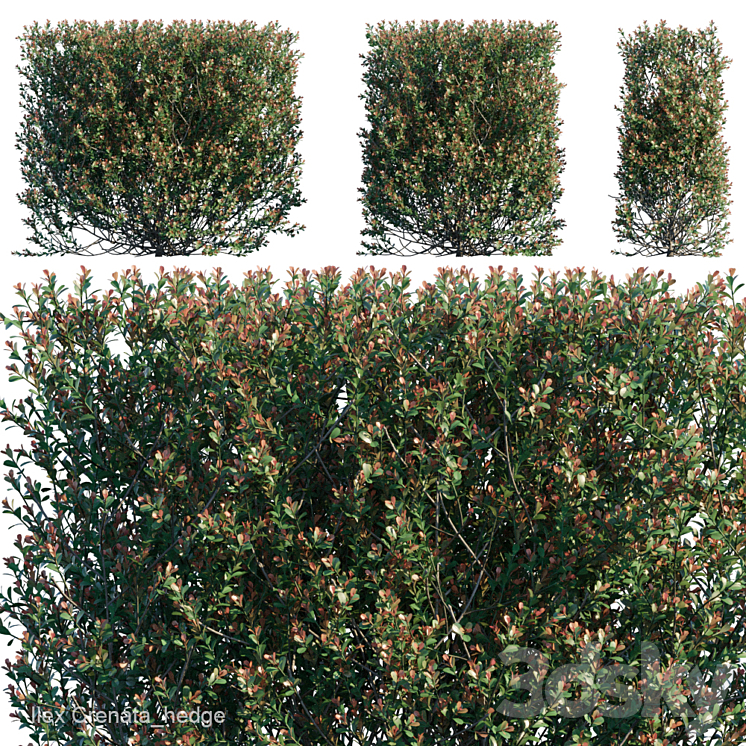 Ilex Crenata_hedge 3DS Max - thumbnail 1