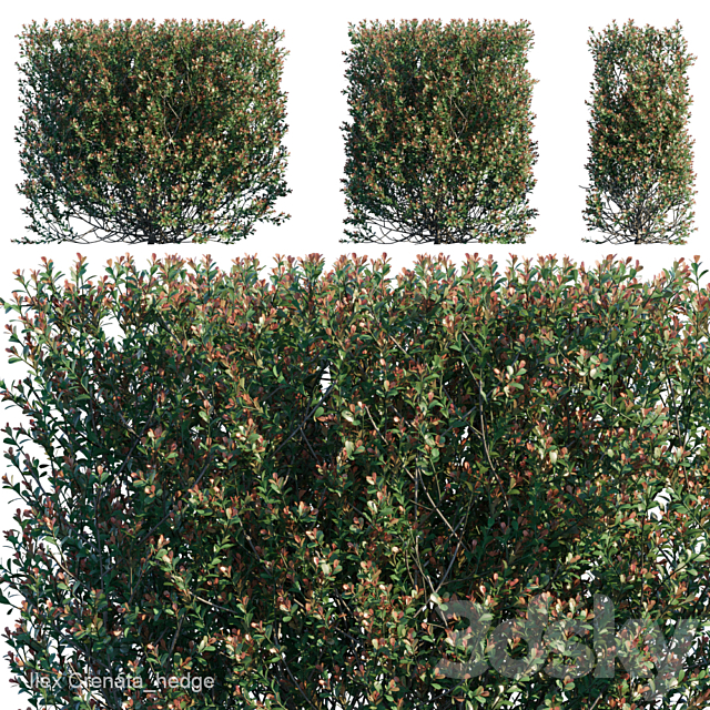 Ilex Crenata_hedge 3DSMax File - thumbnail 1