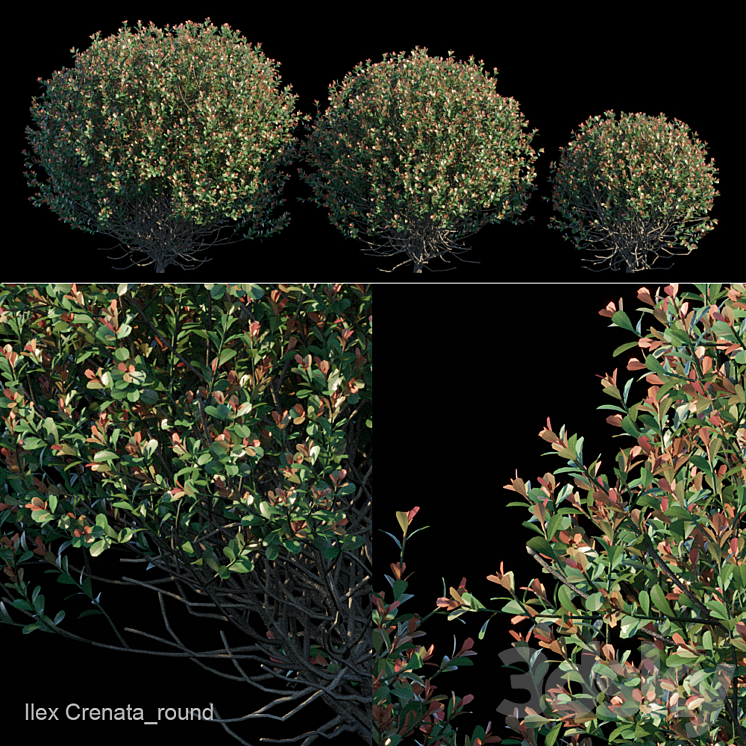 Ilex Crenata_round bush 3DS Max - thumbnail 1