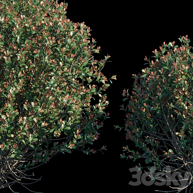 Ilex Crenata_round bush 3DS Max - thumbnail 2