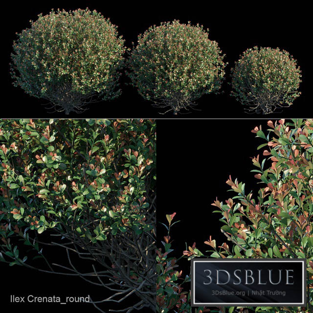 Ilex Crenata_round bush 3DS Max - thumbnail 3