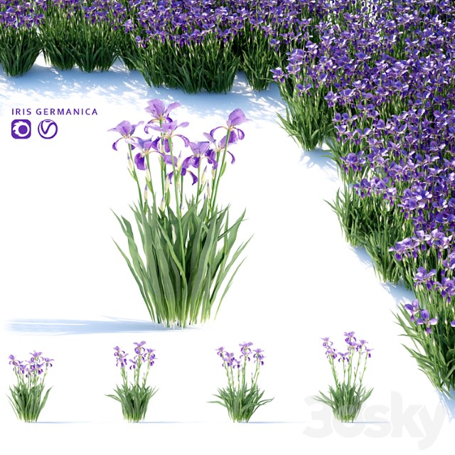 Iris Borodatyi Tsvety Iris Germanica 3dsmax Download - thumbnail 1