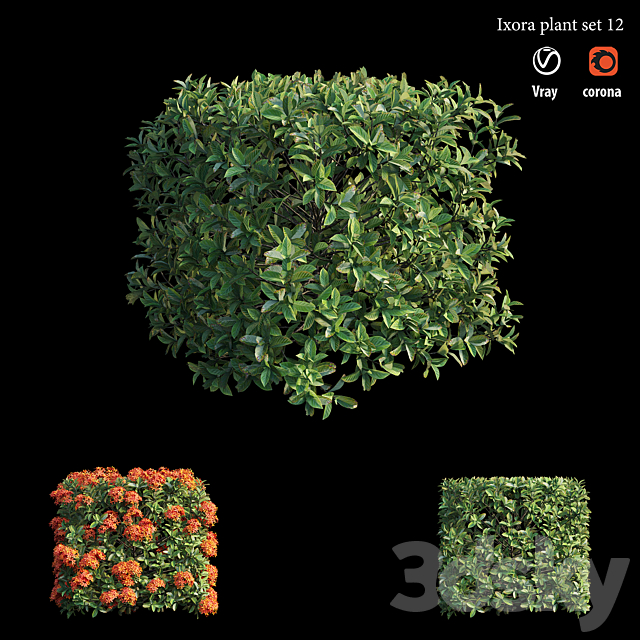 Ixora plant set 12 3DS Max Model - thumbnail 2