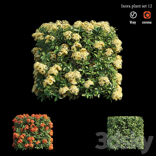 Ixora plant set 12 3DS Max Model - thumbnail 3