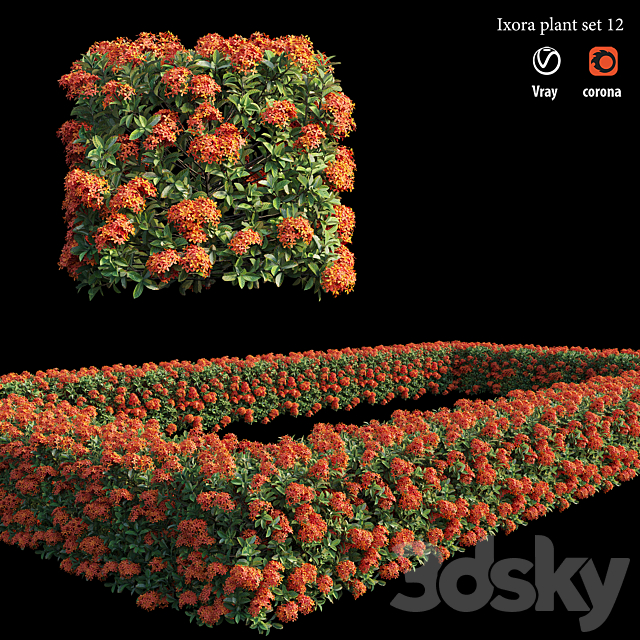 Ixora plant set 12 3DS Max Model - thumbnail 4