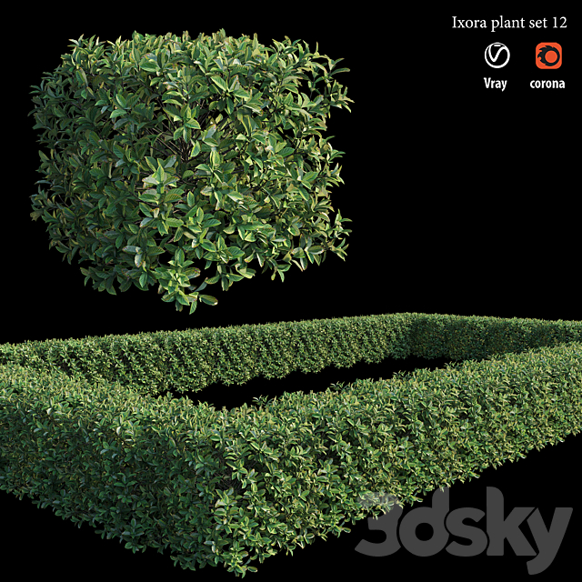 Ixora plant set 12 3DS Max Model - thumbnail 5