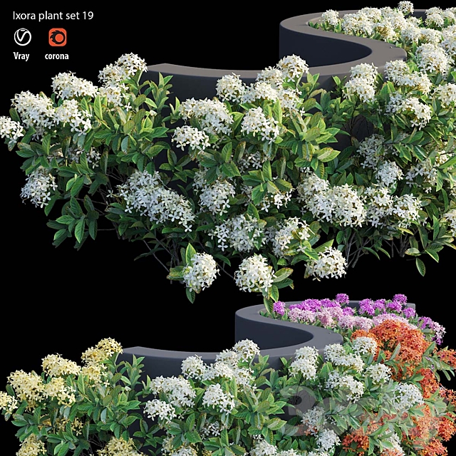 Ixora plant set 19 3ds Max - thumbnail 1