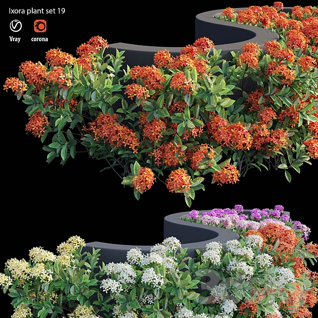 Ixora plant set 19 3ds Max - thumbnail 2