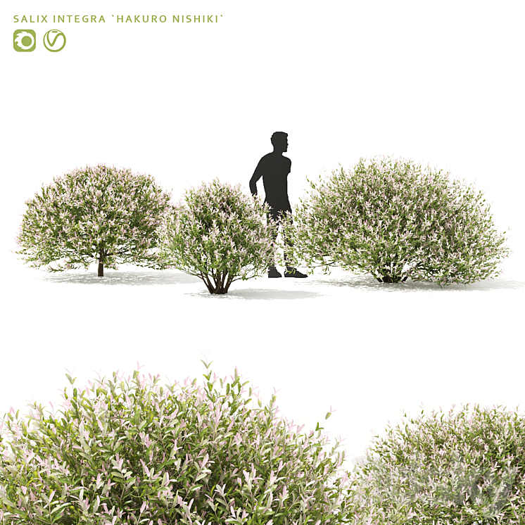 “Japanese willow “”Hakuro-Nishiki”” bushes | Salix integra hakuro-nishiki” 3DS Max - thumbnail 1