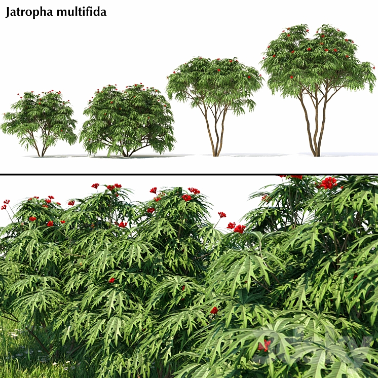 Jatropha multifida 3DS Max - thumbnail 1