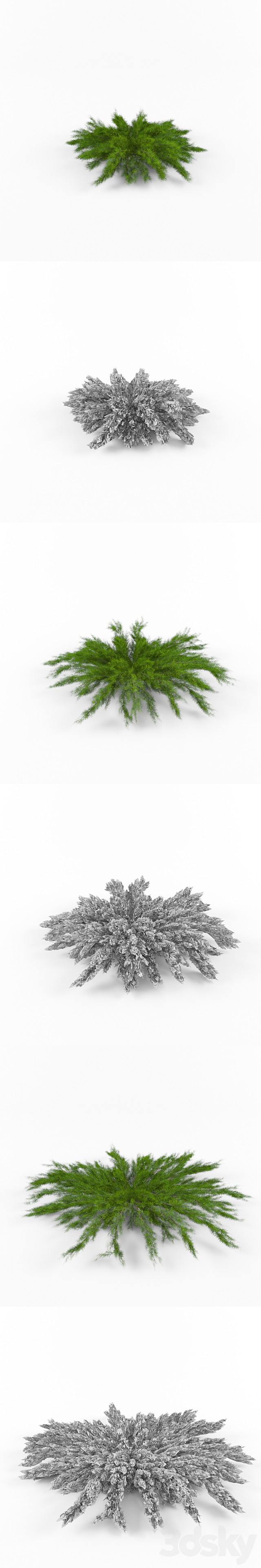 Juniper horizontal | Juniperus horizontalis 3DS Max Model - thumbnail 2