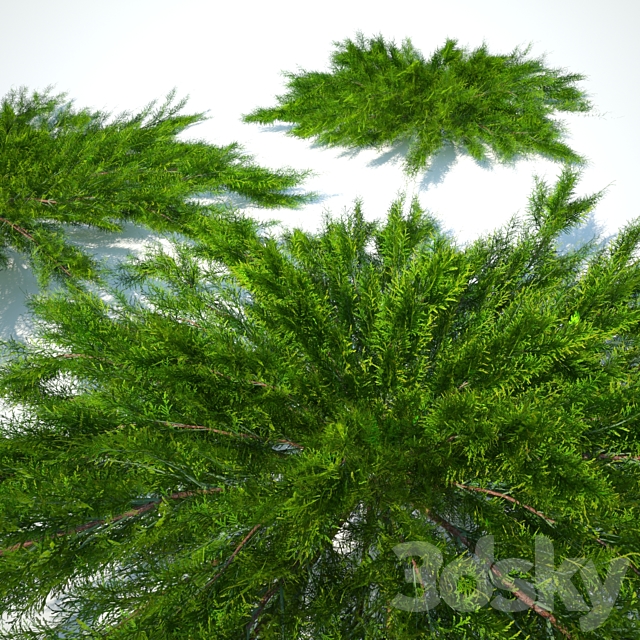 Juniper horizontal | Juniperus horizontalis 3DS Max Model - thumbnail 3