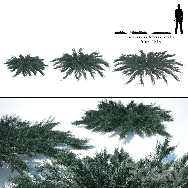 Juniper horizontal | Juniperus horizontalis Blue Chip 3DS Max - thumbnail 1