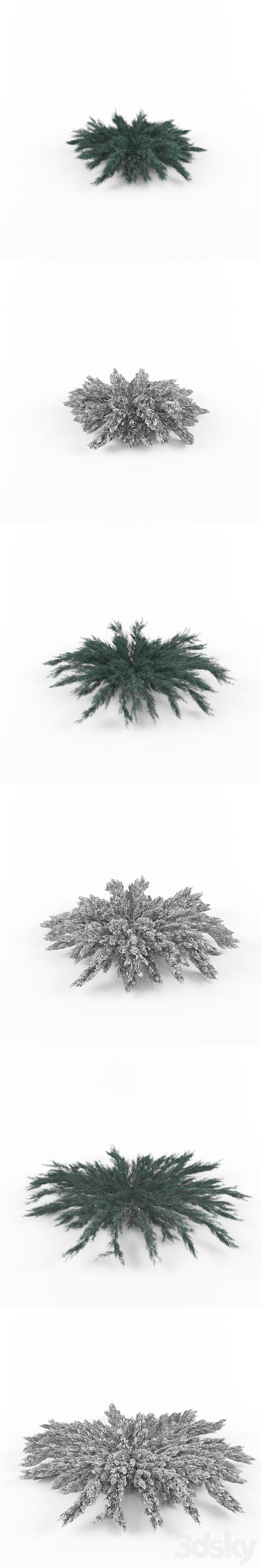 Juniper horizontal | Juniperus horizontalis Blue Chip 3DS Max - thumbnail 2