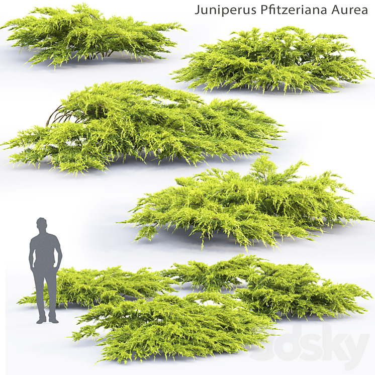 Juniper Medium Aurea | Juniperus Pfitzeriana Aurea # 1 3DS Max - thumbnail 1