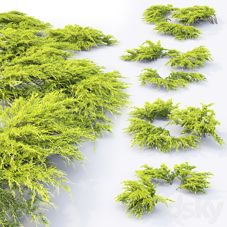 Juniper Medium Aurea | Juniperus Pfitzeriana Aurea # 1 3DS Max - thumbnail 2