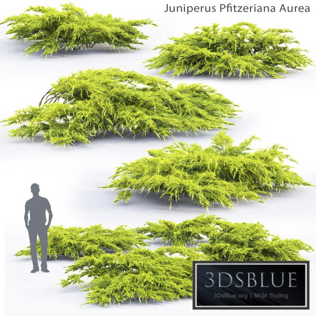 Juniper Medium Aurea | Juniperus Pfitzeriana Aurea # 1 3DS Max - thumbnail 3