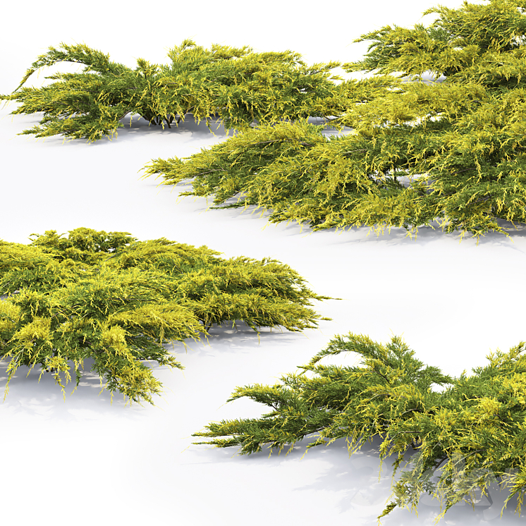 Juniper Medium Aurea | Juniperus Pfitzeriana Aurea # 2 3DS Max - thumbnail 2