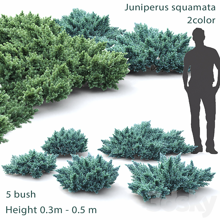 Juniper squamata # 1 3DS Max - thumbnail 1