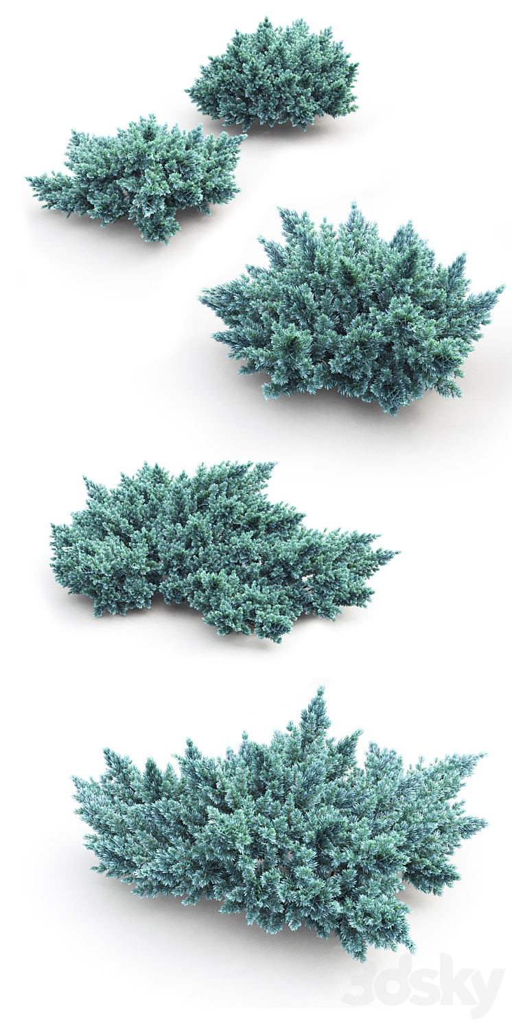 Juniper squamata # 1 3DS Max - thumbnail 2