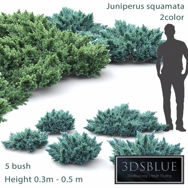 Juniper squamata # 1 3DS Max - thumbnail 3