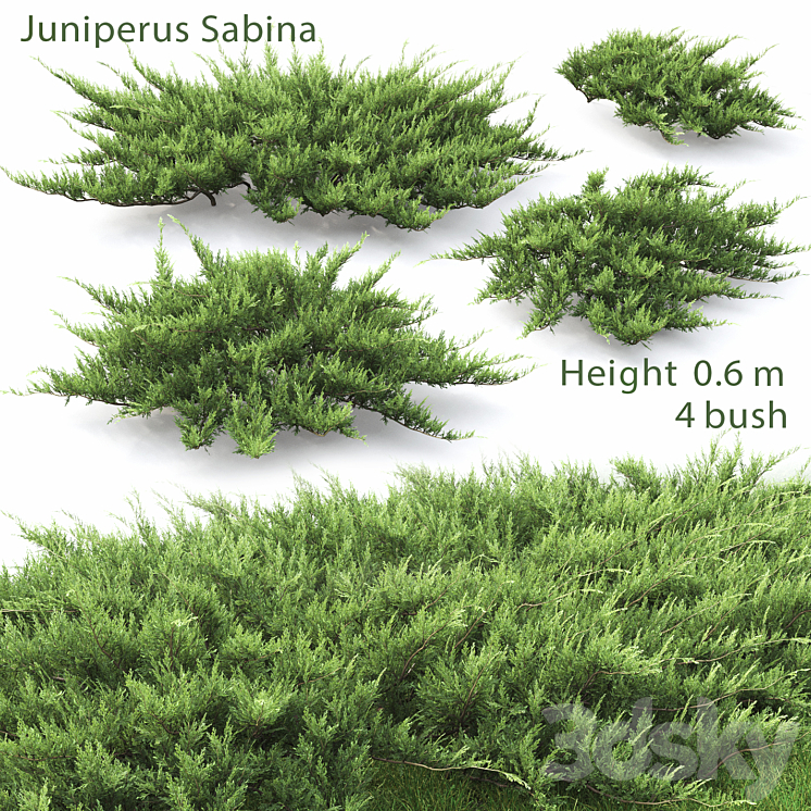 Juniperus 3DS Max - thumbnail 1