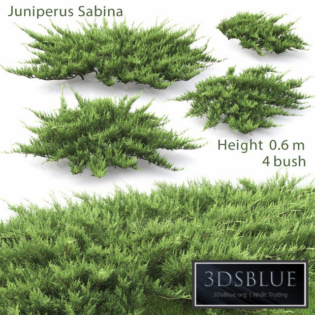 Juniperus 3DS Max - thumbnail 3