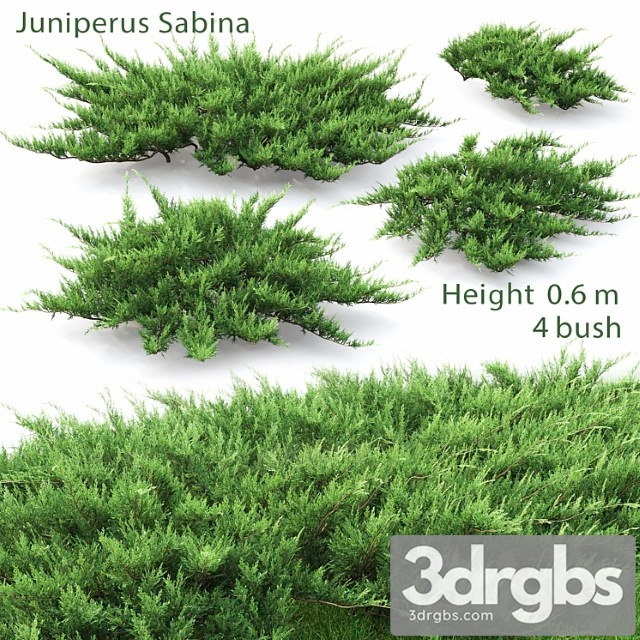 Juniperus 3dsmax Download - thumbnail 1