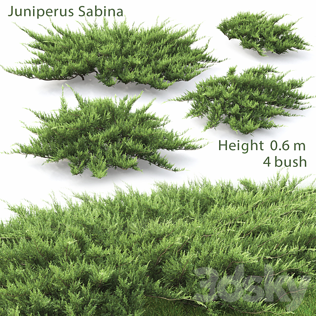 Juniperus 3DSMax File - thumbnail 1