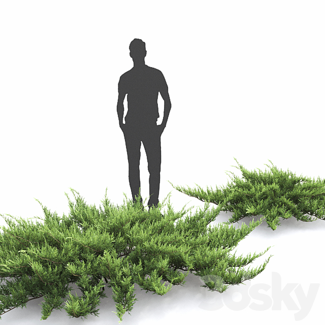 Juniperus 3DSMax File - thumbnail 2